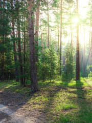 Forest with trees and sunlight shining through the leaves