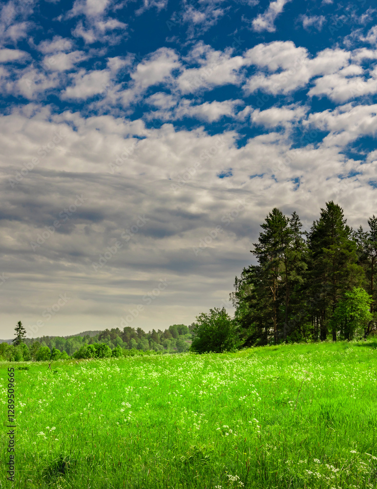 Wall mural field of grass with a few trees in the background