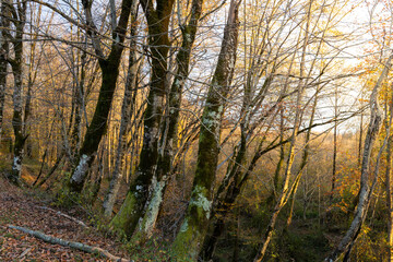 Forest with trees that are covered in moss and leaves