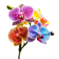 Vibrant Orchid Plant with Multicolored Flowers Isolated on Transparent Background