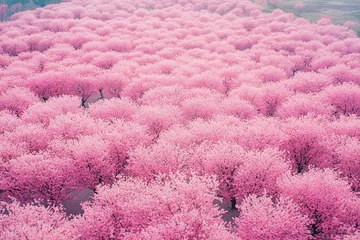 Gardinen Vast expanse of blooming cherry blossom trees in springtime overlooking a serene landscape © Ann