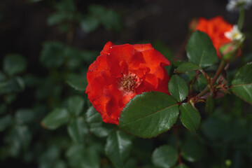 A striking red rose is in full bloom, showcasing its rich color against the backdrop of green leaves during a sunny day.