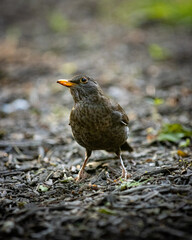 Brown bird in the forest
