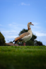 Light brown duck posing on grass