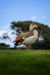 Obraz premium Light brown duck standing in the middle of a golf course