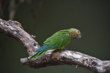 La Conure cuivrée (Eupsittula pertinax, anciennement Aratinga pertinax) 