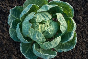 Fresh green cabbage growing in fertile soil, illuminated by soft natural light. View from above.