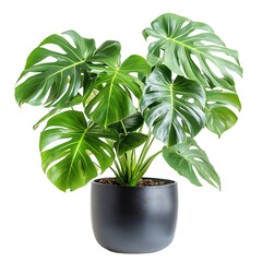 A Lush Potted Monstera Plant with Large Split Leaves Isolated on Transparent Background