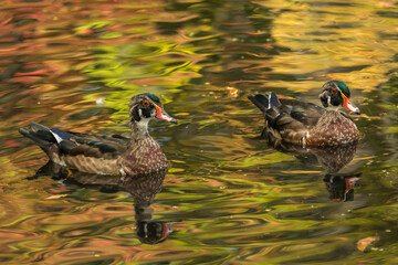 Wood ducklings