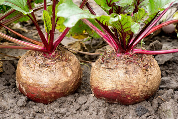 Fresh beetroots close up growing in fertile moist soil with vibrant green leaves and reddish stems, symbolizing natural farming and organic produce. Background