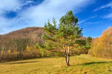 Autumn mountains landscape. Trees on a slope with dry grass and wooded mountains under blue sky with white clouds,