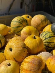 Bin of Decorative Yellow Round Pumpkins and Squash, with Warm Sunlight Shining on Them.