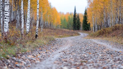 Autumn forest road winding through golden trees. Possible use Stock photo