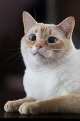Close-up portrait of a silly cream-colored cat with blue eyes gazing intently.