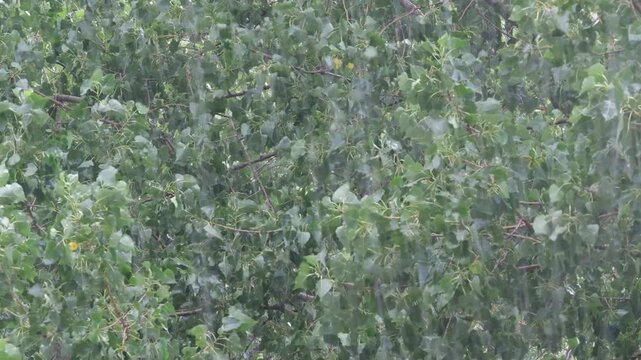 Strong summer rainfall against the background of green foliage of trees closeup