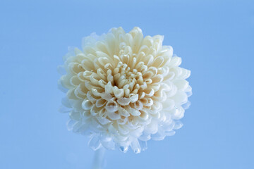 White transparent flower underwater on blue background. Biotechnology experiment on a chrysanthemum. Still life photography between art, biology and fiction.