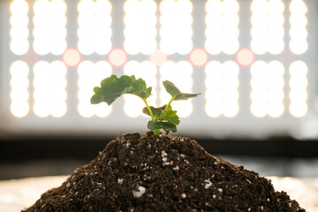 Kale Seedling In Soil with LED background