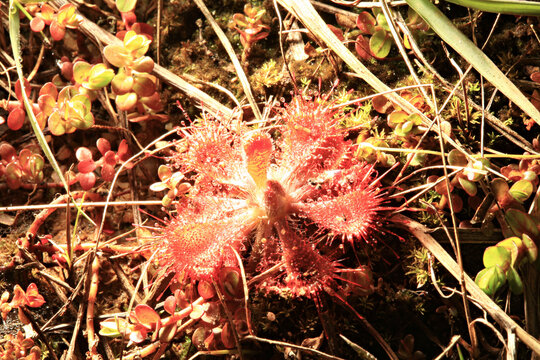 Closeup of a red, insectivorous sundew leaf, Drosera rotundifolia, with sticky, clasping glandular hairs in a swamp at Thailand