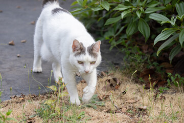 Old white and gray cat, elderly feline, older aging kitty outdoors