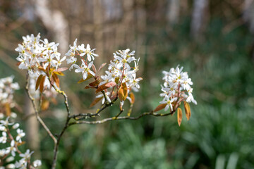 Close up of smooth serviceberry (amelanchier laevis) flowers in bloom
