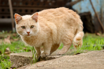 cat on the grass
