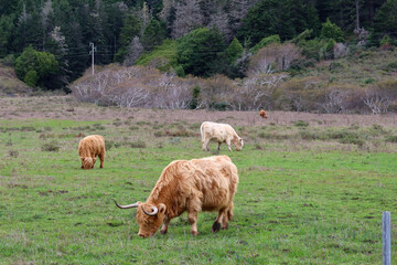 Highland Cow Grazing in Pastoral Landscape