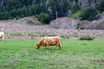Highland Cow Grazing in Pastoral Landscape