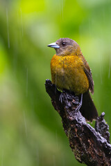 The scarlet-rumped tanager, Ramphocelus passerinii, female