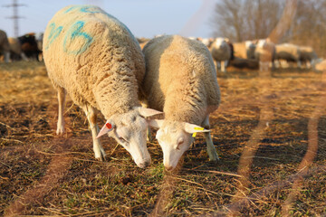 two sheep take grass from the farmer's hands and eat