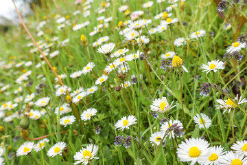 daisies in a field