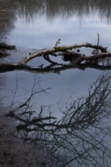 Dead tree or branch in pond water on a gloomy day