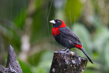 The crimson-collared tanager, Ramphocelus sanguinolentus, in a rain
