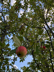 photo apple pink on a branch on an apple tree, view from below close-up summer autumn harvest