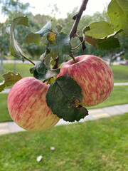 photo apple pink on a branch on an apple tree, view from below close-up summer autumn harvest