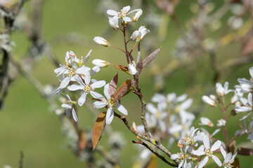 Close up of smooth serviceberry (amelanchier laevis) flowers in bloom