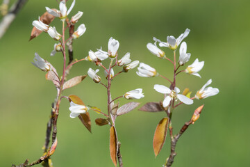 Close up of smooth serviceberry (amelanchier laevis) flowers in bloom