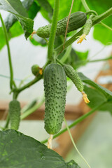 Vibrant green cucumbers develop on vines in a greenhouse, showcasing a healthy harvest in midsummer.