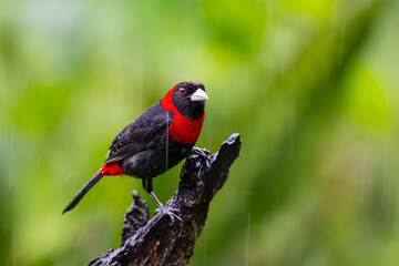 The crimson-collared tanager, Ramphocelus sanguinolentus, in a heavy rain