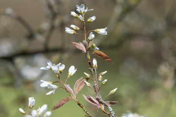 Close up of smooth serviceberry (amelanchier laevis) flowers in bloom