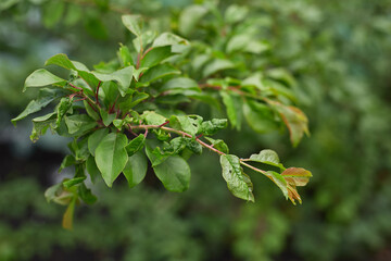 Branch of a fruit tree with green leaves affected by plant disease. Close-up view with blurred green foliage in the background. Agricultural plant health and gardening concept