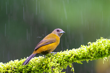 The scarlet-rumped tanager, Ramphocelus passerinii, female