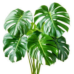 A Tropical Monstera Plant with Large Fenestrated Leaves Isolated on Transparent Background