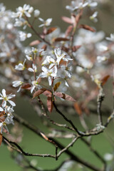Close up of smooth serviceberry (amelanchier laevis) flowers in bloom
