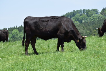 牛の放牧 高原牧場