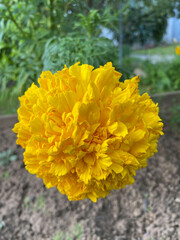 photo of a yellow flower close-up against a background of green leaves and grass. Spring summer autumn garden background postcard seeds packaging