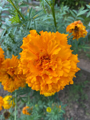 photo of a close-up orange flower against a background of green leaves and grass. Spring summer autumn garden background postcard seeds packaging