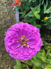 photo fexia pink bright flower close-up against a background of green leaves and grass. Spring summer autumn garden background postcard seeds packaging