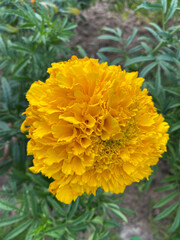 photo of a close-up orange yellow flower against a background of green leaves and grass. Spring summer autumn garden background postcard seeds packaging