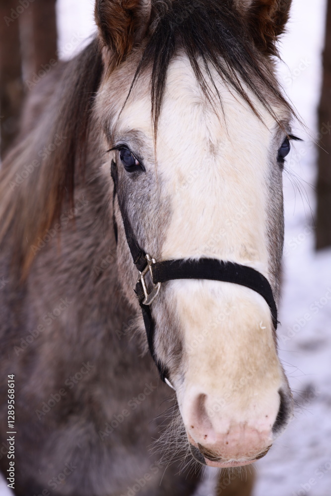 Poster a close-up view of a horse wearing a harness, ideal for use in agriculture or equestrian-themed proj