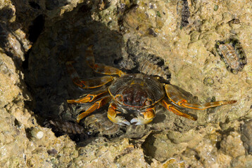 Grapsus albolineatus is a species of decapod crustacean in the family Grapsidae